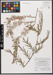 Foto von Salix wilhelmsiana M. Bieb.